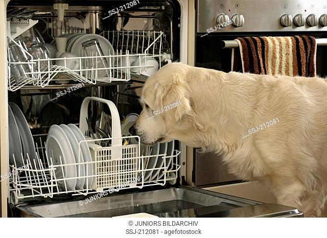 Golden Retriever. Bitch looking in a dishwasher. Germany
