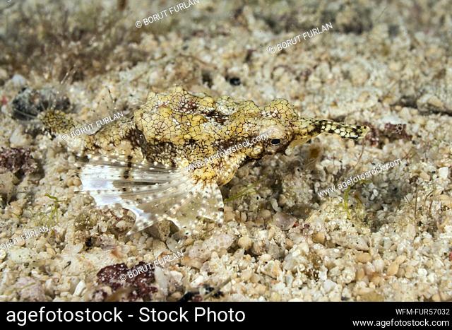 Sea Moth Dragonfish, Eurypegasus draconis, Waigeo, Raja Ampat, Indonesia