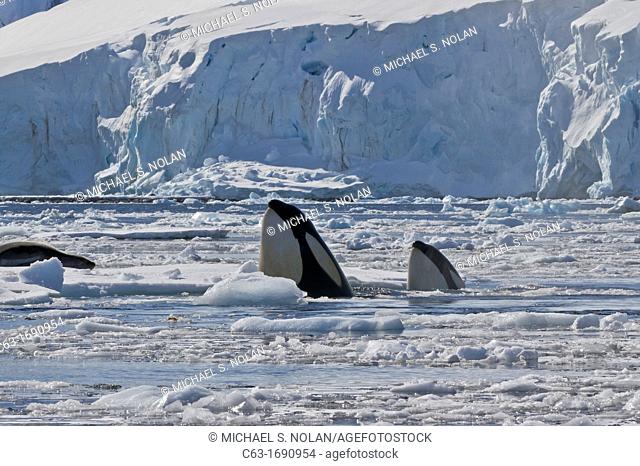 A small pod of Pack Ice Type B killer whales Orcinus orca finding a leopard seal Hydrurga leptonyx on an ice floe in Dorian Bay 64º 46 85' S 63º 28 25'W near...
