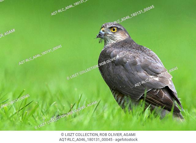 predating Eurasian Sparrowhawk, Eurasian Sparrowhawk, Accipiter nisus