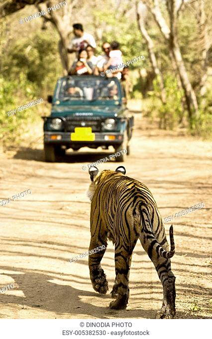 Tiger panthera tigris in front of tourists jeep ; Ranthambore tiger reserve ; Rajasthan ; India