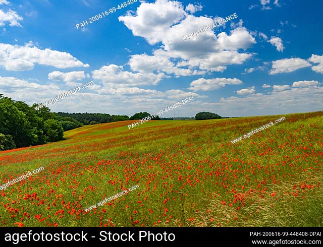 14 June 2020, Brandenburg, Mallnow: The petals of corn poppy (Papaver rhoeas) glow an intense red in a field on the edge of the Oderbruch in the district of...