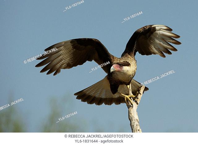 A crested caracara spreads his wings while perched on a branch