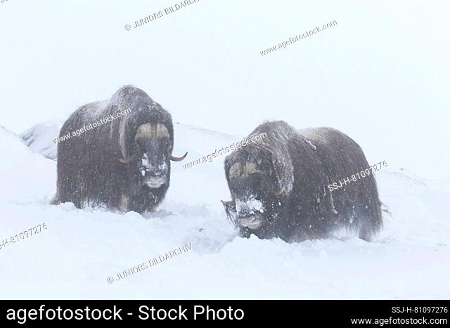 Muskox (Ovibus moschatus). Two bills foraging in snow. Dovre Fjaell, Sunndalsfjella National Park, Norway