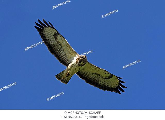 Eurasian buzzard (Buteo buteo), flying, Germany, Rhineland-Palatinate