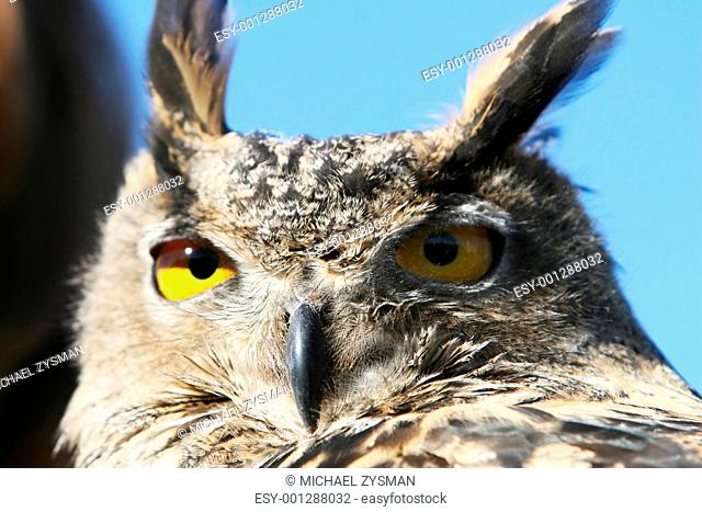 Royal Owl Head Shot