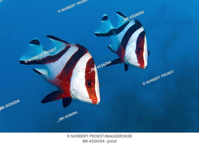Two emperor red snappers (Lutjanus sebae) swimming in the blue, Palawan, Mimaropa, Sulu Lake, Pacific Ocean, Philippines