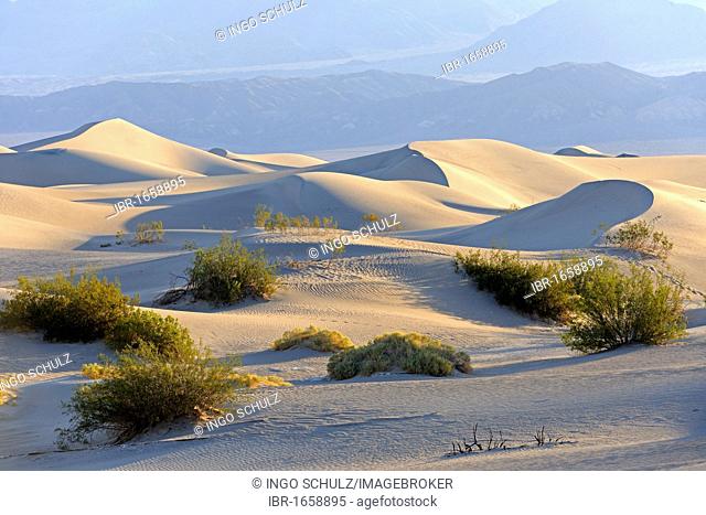 Morning light at the Mesquite Sand Dunes, Death Valley National Park, California, USA, America