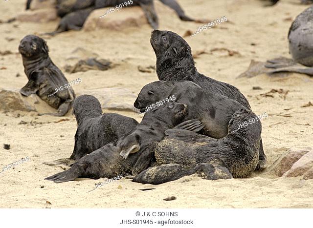 Cape Fur Seal, Arctocephalus pusillus, Cape Cross, Namibia, group of youngs