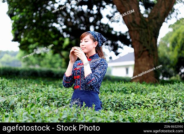 asian pretty tea-picking girl in plantation