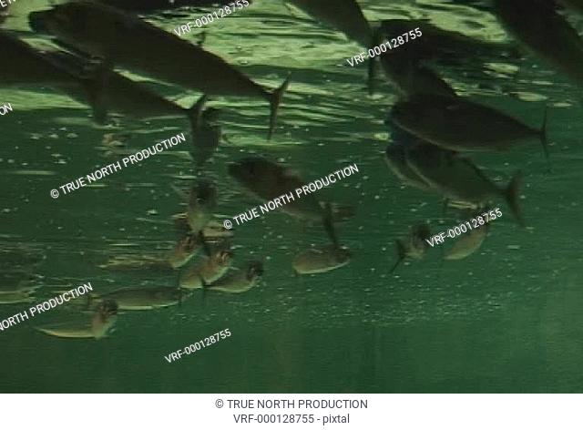 wide shot of Fish School, swimming in tank, peaceful. Scarborough, UK
