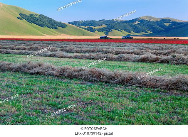 View of mountain meadow of Piano Grande on sunny springtime afternoon, with rows of mown hay, fields of flowering red poppies and farming sheds