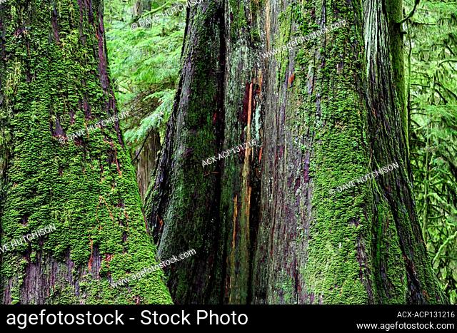 Western Redcedar, Thuja plicata, at MacMillan Provincial Park (Cathedral Grove), Port Alberni, Vancouver Island, Bc Canada