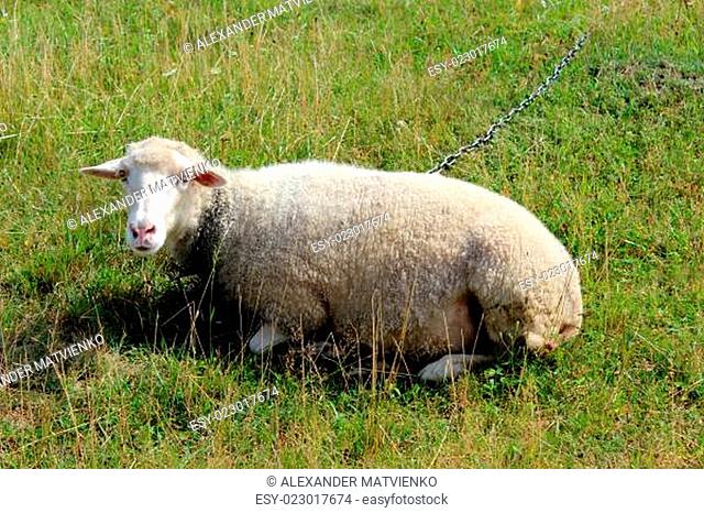 white sheep grazing on the grass