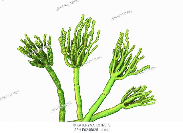 Penicillium fungus. Computer illustration of a Penicillium sp. fungus. Specialised threads, called conidiophores, are seen