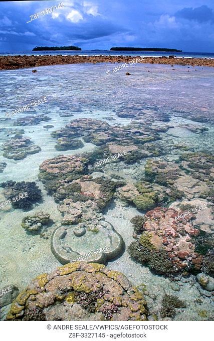 Coral reef during low tide in lagoon, Mili, Marshall Islands (N. Pacific)