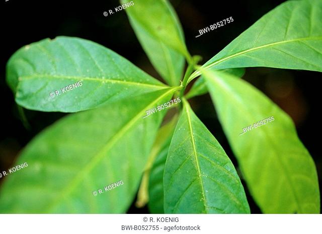 Iboga, Black bugbane (Tabernanthe iboga, Tabernanthe bocca, Tabernanthe pubescens, Tabernanthe tenuiflora), branch