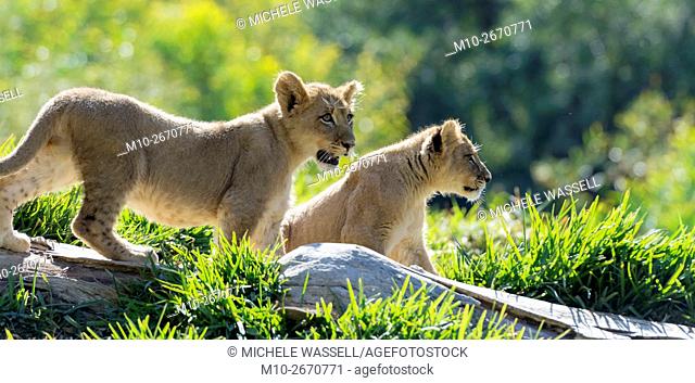 Two four month old lion cubs on alert in North America, USA