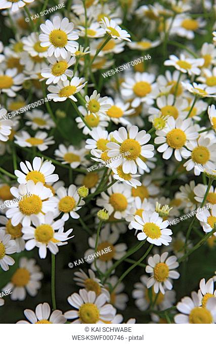 Germany, Close up of chamomile flowers