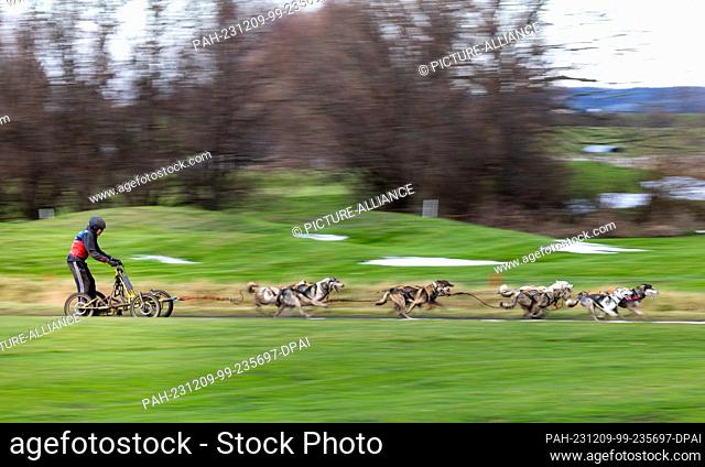09 December 2023, Thuringia, Drei Gleichen: A musher with eight dogs races on a snow-free surface at the World Sleddog Association (WSA) Dryland Sled Dog World...