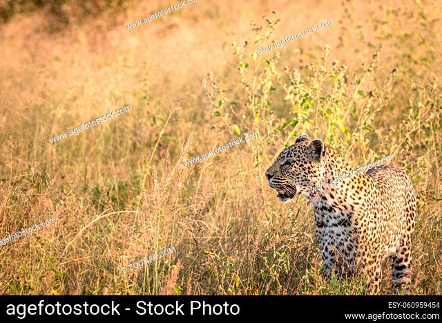 Side profile of a Leopard in the grass in the Sabi Sand Game Reserve, South Africa