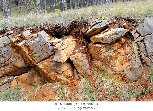 Leptosol is a very shallow soil over a hard rock. This photo was taken in Penyagolosa, Castellon, Comunidad Valenciana, Spain