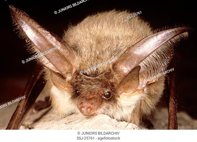 plecotus austriacus / grey long-eared bat