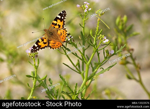 Painted lady on the flowers of the sea kale (Cakile maritima) in the dunes of the island of Wangerooge