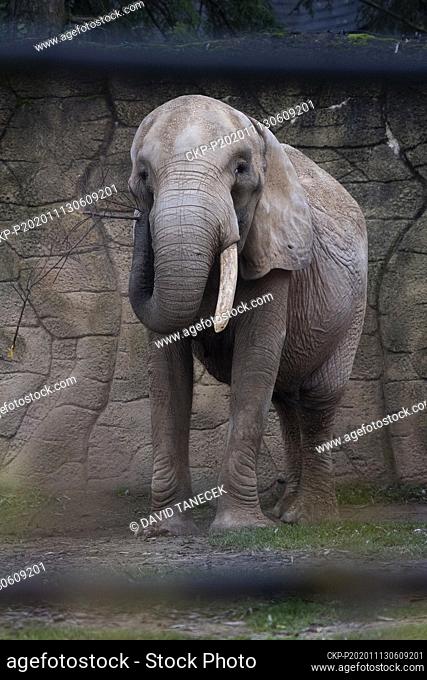Drumbo, the 46-year-old African female elephant from Vienna's Schonbrunn zoo, who arrived to the Safari Park Dvur Kralove, Czech Republic, on October 23, 2020