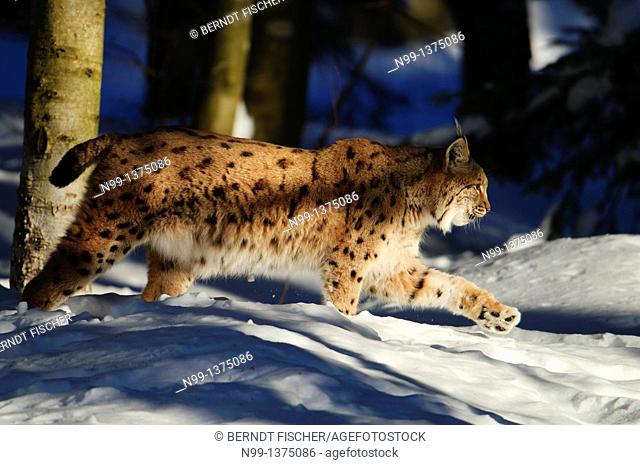 Eurasian Lynx Lynx lynx, stalking through the snow, National Park Bayerischer Wald, Bavaria, Germany