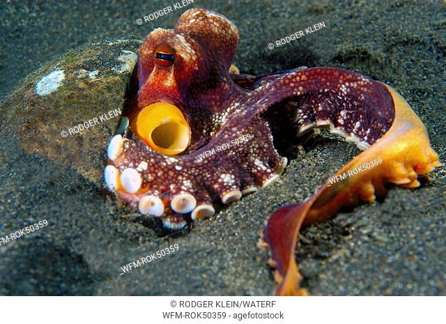 Coconut Octopus, Octopus marginatus, Lembeh Strait Sulawesi Celebes, Indonesia