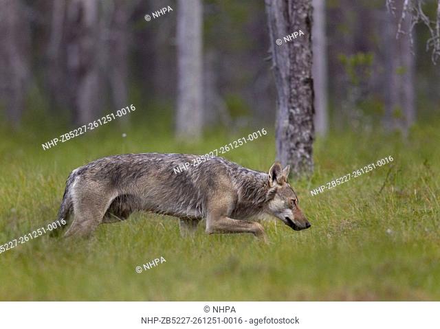 Grey Wolf (Canis lupus) walking in woodland wetlands. Kuhmo. Finland. July 2014
