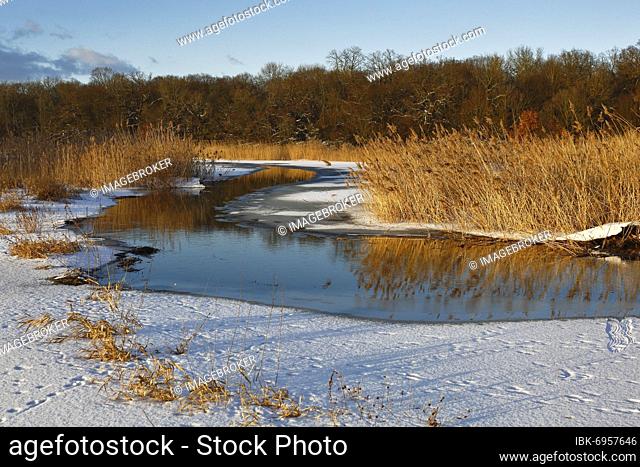 Winter atmosphere at Lake Leiner near Dessau-Roßlau, Middle Elbe Biosphere Reserve, Wittenberg district, Saxony-Anhalt, Germany, Europe