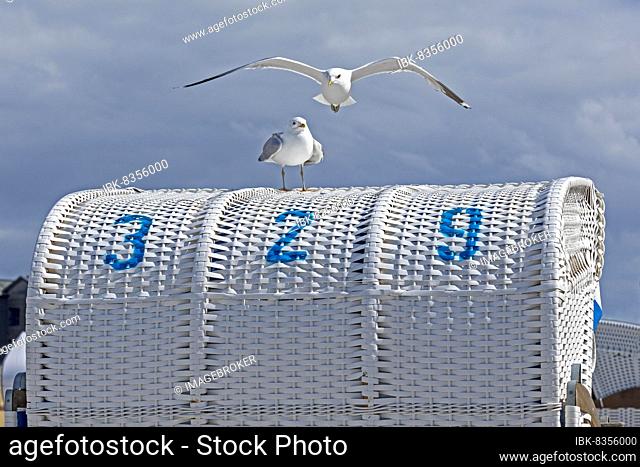 Flying european herring gull (Larus argentatus), Steinwarder Peninsula, Heiligenhafen, Schleswig-Holstein, Germany, Europe