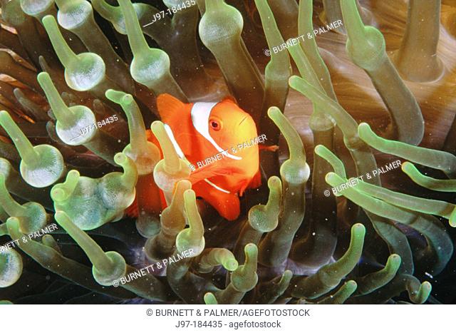 Spinecheek Anemonefish (Premnas biaculeatus) in anemone. Papua New Guinea