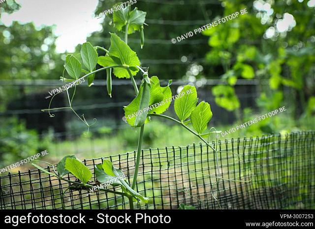 Illustration picture shows home grown fruits and vegetables in a garden in Zwijndrecht, Tuesday 15 June 2021. Following the turmoil concerning the recently...