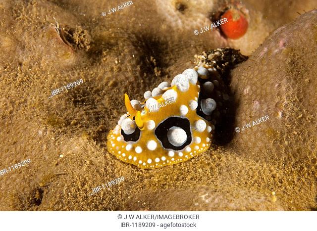 Ocellate nudibranch (Phyllidia ocellata), Indonesia, Southeast Asia