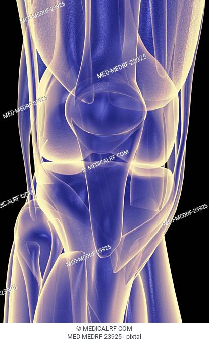 The muscles of the knee