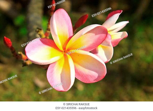 flower from Thailand