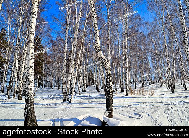 Sunny winter day in birch grove - white trunks of birch trees with blue shadows, ski tracks on a snow, early spring landscape in birchforest on bright blue sky...