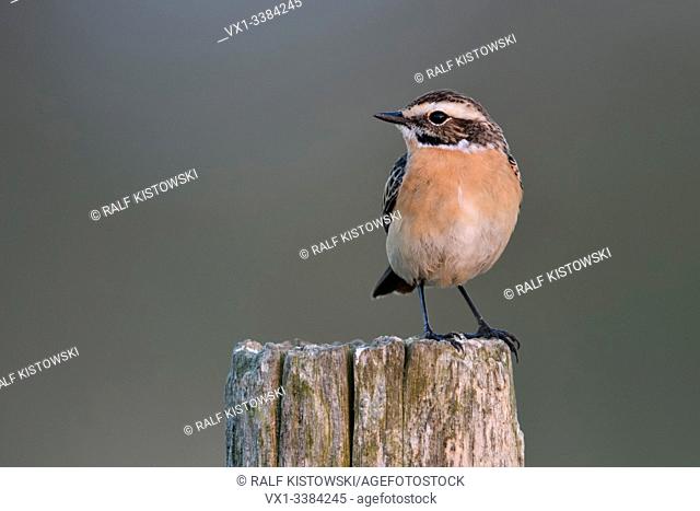 Whinchat (Saxicola rubetra) male perched on a fencepost, breeding dress, typical bird of open land, endangered, wildilfe, Europe.