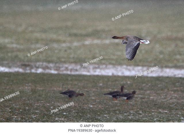 Pink-footed Goose Anser brachyrhynchus - Frisia, The Netherlands, Holland, Europe