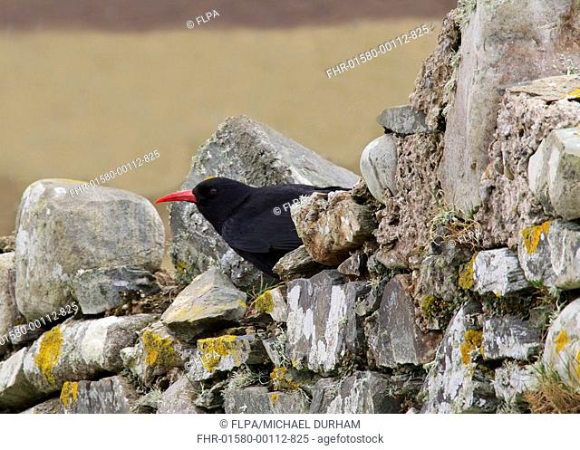 Red-billed Chough (Pyrrhocorax pyrrhocorax) adult, perched on stone wall, Ardnave, Islay, Inner Hebrides, Scotland, March