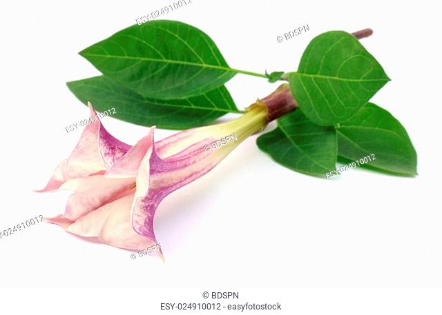 Datura flower with leaves over white background