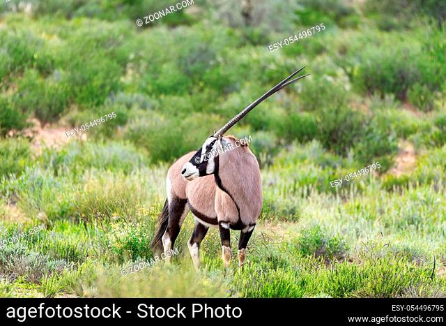 common antelope Gemsbok, Oryx gazella in Kalahari after rain season with green grass. Kgalagadi Transfrontier Park, South Africa wildlife safari