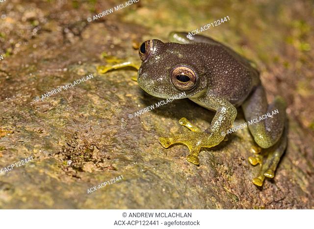 Critically endangered Cochran Frog (Rulyrana saxiscandens) in the Cordillera Escalera of the Amazon Rainforest near Tarapoto, Peru