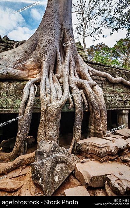 Travel Cambodia concept background, ancient ruins with tree roots, Ta Prohm temple ruins, Angkor, Cambodia, Asia