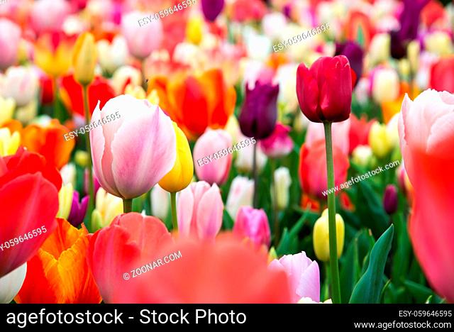 Beautiful colorful tulips in the garden. Netherlands