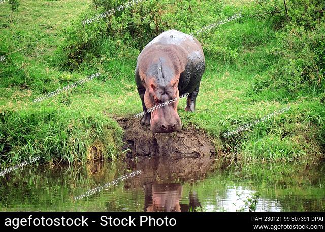 23 September 2022, Tanzania, Nyabogati: A hippopotamus (Hippopotamus amphibius) stands on the bank of a river in Serengeti National Park
