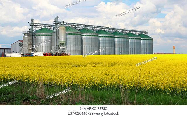 Rapeseed Field and Silo at Farm